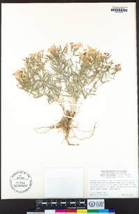 Phlox stansburyi subsp. stansburyi image