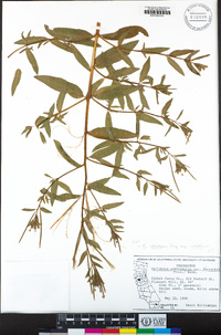 Epilobium ciliatum image