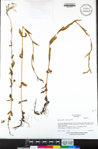 Epilobium ciliatum image