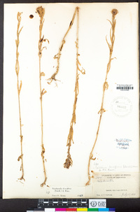 Epilobium densiflorum image