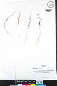 Gayophytum heterozygum image