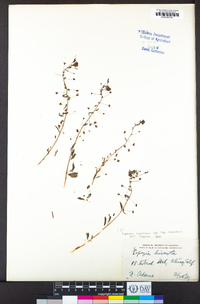 Lopezia racemosa subsp. racemosa image