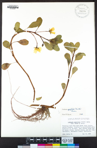 Ludwigia peploides image