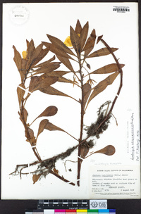 Ludwigia hexapetala image