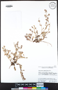 Chorizanthe angustifolia image