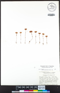 Chorizanthe stellulata image
