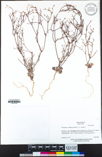 Eriogonum ampullaceum image