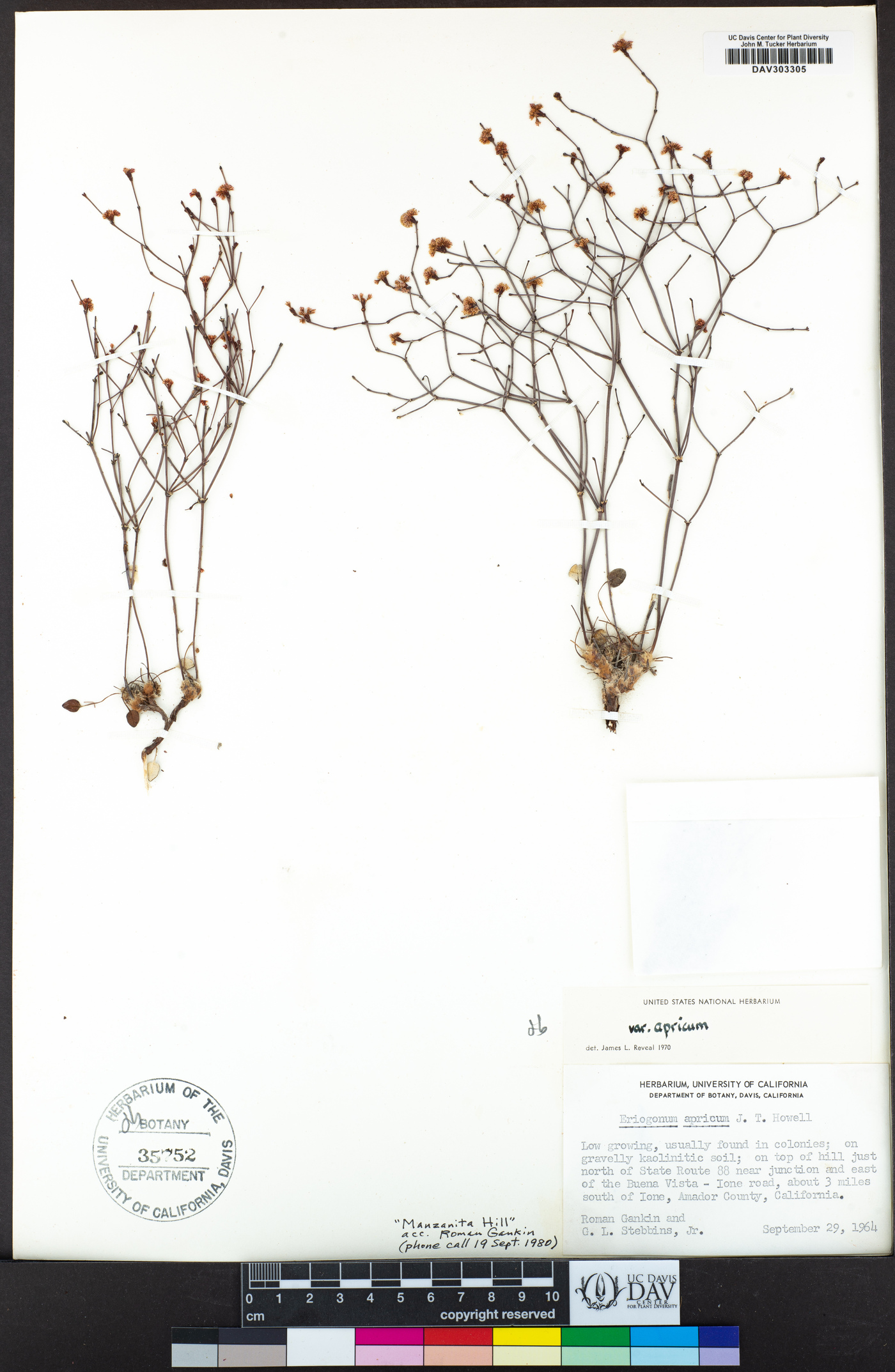 Eriogonum apricum image
