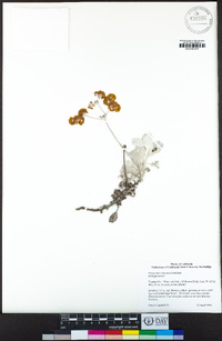 Eriogonum crocatum image