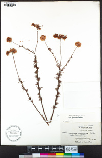 Eriogonum fasciculatum var. fasciculatum image