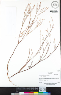 Eriogonum luteolum image