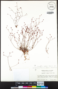 Eriogonum luteolum var. caninum image