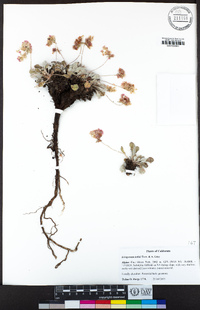 Eriogonum lobbii image