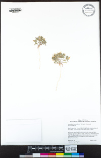 Loeseliastrum matthewsii image