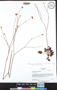 Eriogonum nudum var. oblongifolium image