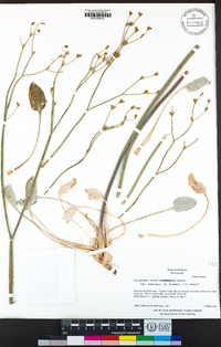 Eriogonum nudum var. westonii image