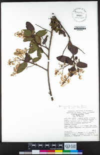 Ceanothus arboreus image