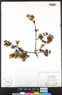 Ceanothus cuneatus image