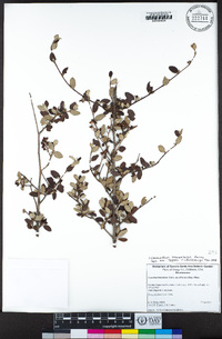 Ceanothus tomentosus image