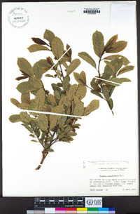 Frangula californica image