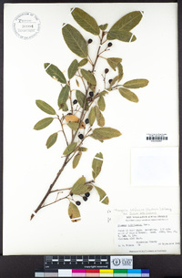 Frangula californica image