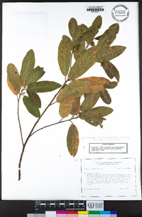 Frangula californica image