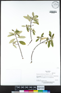 Frangula californica image