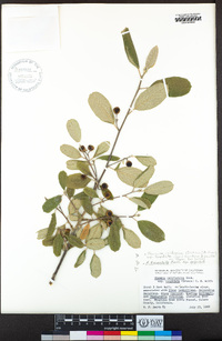 Frangula californica subsp. cuspidata image