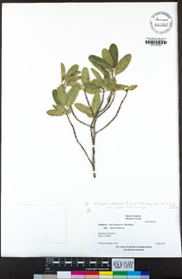 Frangula californica subsp. californica image