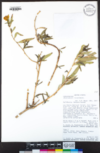 Dendromecon rigida image