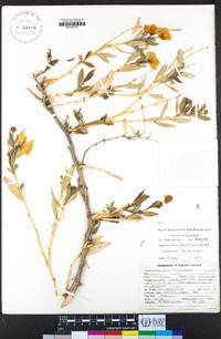 Dendromecon rigida image