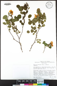 Rosa californica image