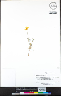 Eschscholzia caespitosa image