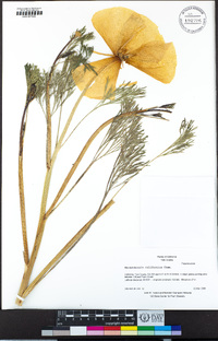 Eschscholzia californica image