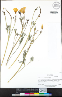 Eschscholzia californica image