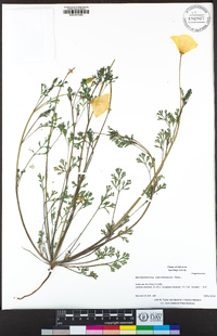 Eschscholzia californica image