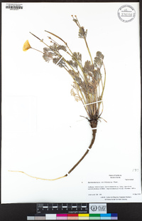 Eschscholzia californica image