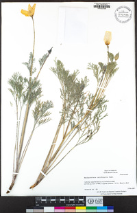 Eschscholzia californica image