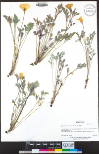 Eschscholzia californica image