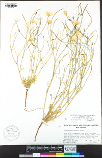 Eschscholzia papastillii image