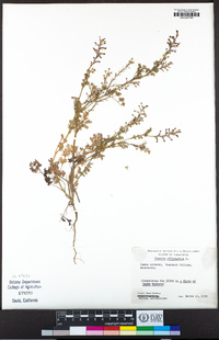 Fumaria officinalis image