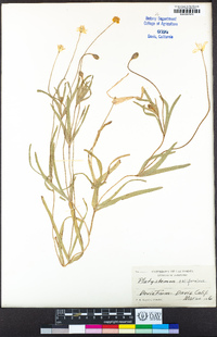 Platystemon californicus image