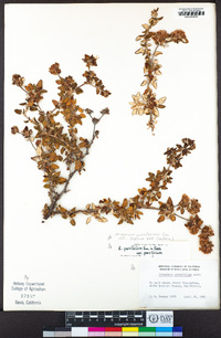 Eriogonum parvifolium image