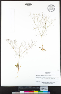 Eriogonum reniforme image