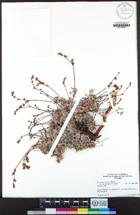 Eriogonum wrightii var. subscaposum image