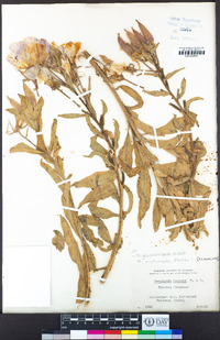 Oenothera glazioviana image