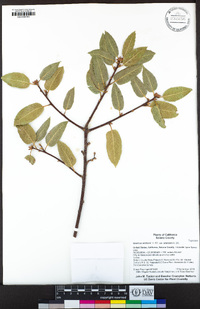 Quercus wislizeni var. wislizeni image