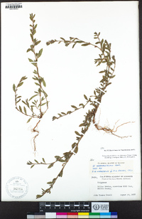 Polygonum aviculare image