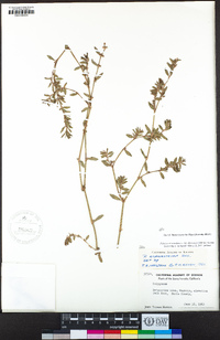 Polygonum aviculare image