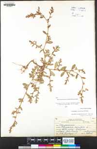 Polygonum aviculare subsp. depressum image